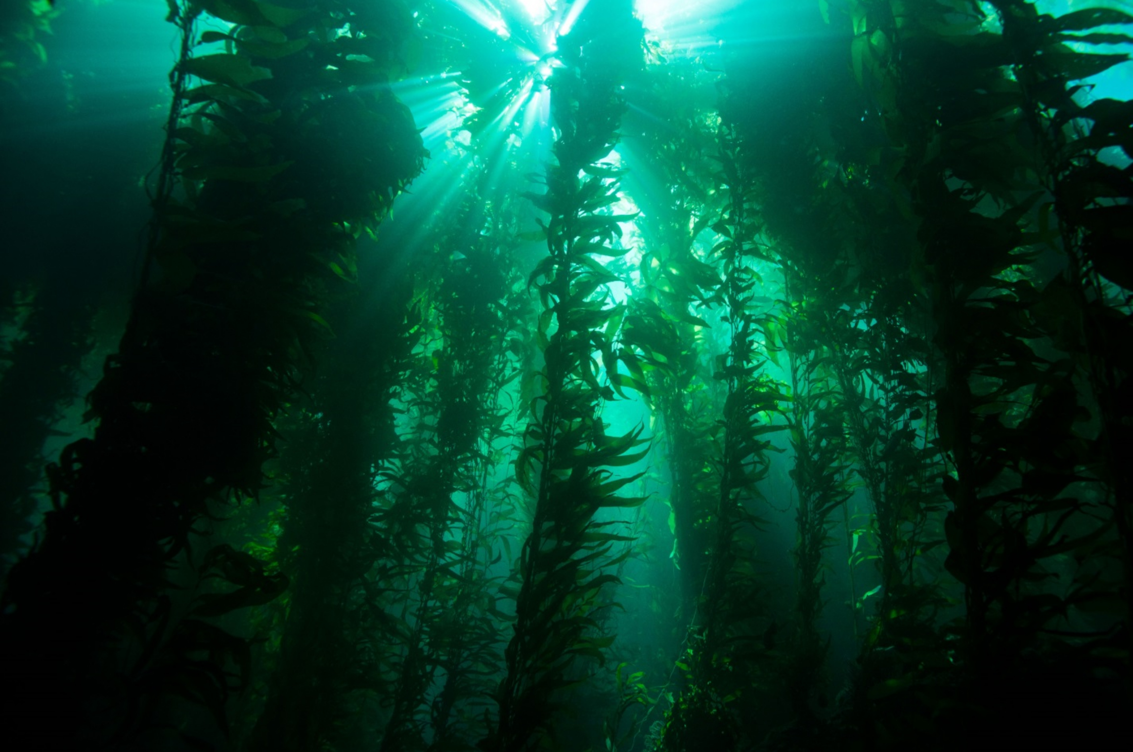 Какие водоросли глубоководные. Макроцистис водоросли. Макроцистис грушевидный келп. Водоросли 200 метров в тихом океане. Лес водорослей макроцистис.
